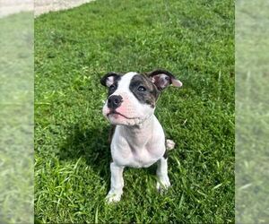 Petunia - Female American Pit Bull Terrier-Unknown Mix Dog for Adoption - Photo #4