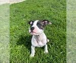 Small #3 American Pit Bull Terrier Mix