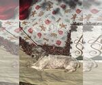 Small #1 Havanese