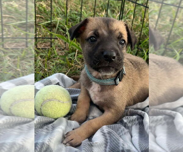 Medium Photo #1 Great Dane-Unknown Mix Puppy For Sale in Bullard, TX, USA