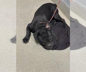 French Bulldog-Unknown Mix Dogs for adoption in Las Vegas, NV, USA