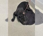 Small French Bulldog Mix