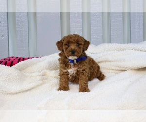 Poodle (Miniature) Puppy for sale in NAPPANEE, IN, USA