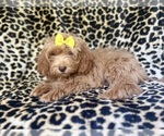 Small #4 ShihPoo