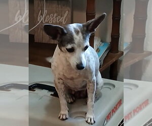 Chihuahua-Unknown Mix Dogs for adoption in Eastman, GA, USA
