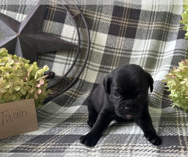 Medium Photo #3 Puggle Puppy For Sale in ELKTON, VA, USA