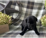 Small #2 Puggle