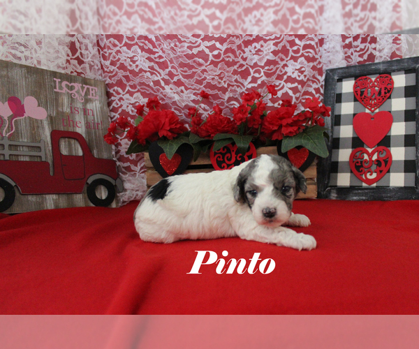 Medium Photo #5 Poodle (Toy) Puppy For Sale in CHANUTE, KS, USA