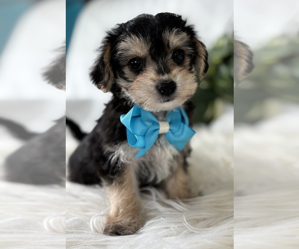 Medium Photo #6 Morkie Puppy For Sale in ROCK STREAM, NY, USA