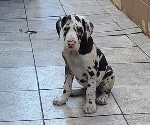 Great Dane Puppy for sale in SAN DIEGO, CA, USA