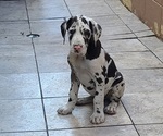 Small Photo #1 Great Dane Puppy For Sale in SAN DIEGO, CA, USA