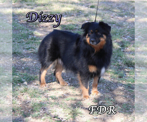 Medium Photo #1 Miniature Australian Shepherd Puppy For Sale in FORESTBURG, TX, USA