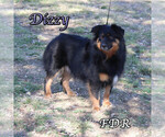 Small Photo #1 Miniature Australian Shepherd Puppy For Sale in FORESTBURG, TX, USA