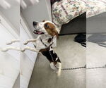 Small #5 Beagle