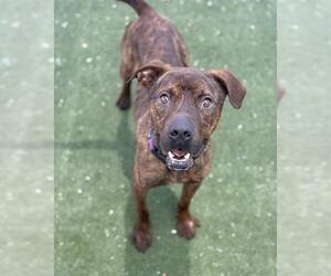 American Pit Bull Terrier-Unknown Mix Dogs for adoption in Boston, MA, USA