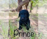 Small Photo #6 Labradoodle Puppy For Sale in BUFFALO GAP, TX, USA