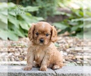 Cavalier King Charles Spaniel Puppy for Sale in NARVON, Pennsylvania USA