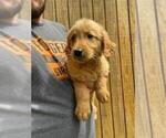 Small #2 Golden Retriever