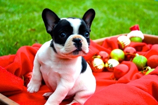 French Bulldog Puppy for sale in LUFKIN, TX, USA
