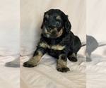 Venice - Female Bernedoodle (Miniature) Puppy for Sale - Photo #3