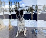 Small Photo #1 Labrador Retriever-Unknown Mix Puppy For Sale in Frisco, CO, USA