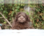 Small #29 ShihPoo