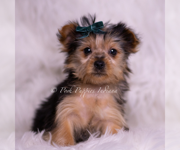 Medium Photo #2 Yorkshire Terrier Puppy For Sale in WARSAW, IN, USA