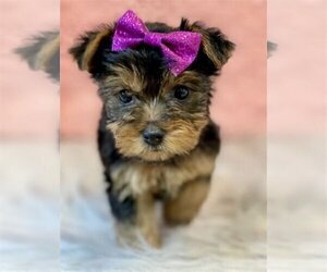 Yorkshire Terrier Puppy for Sale in ORLANDO, Florida USA