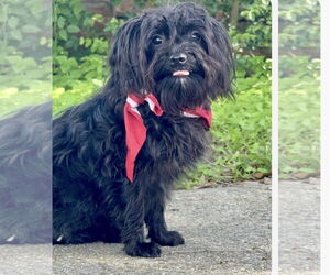 ShihPoo Dogs for adoption in Oakhurst, NJ, USA