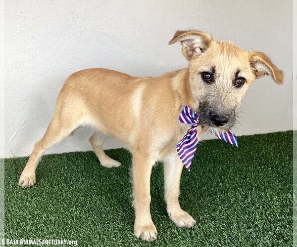 Medium Photo #6 Irish Terrier-Unknown Mix Puppy For Sale in San Diego, CA, USA