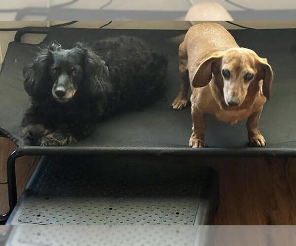 Medium Photo #2 Dachshund Puppy For Sale in Los Angeles, CA, USA