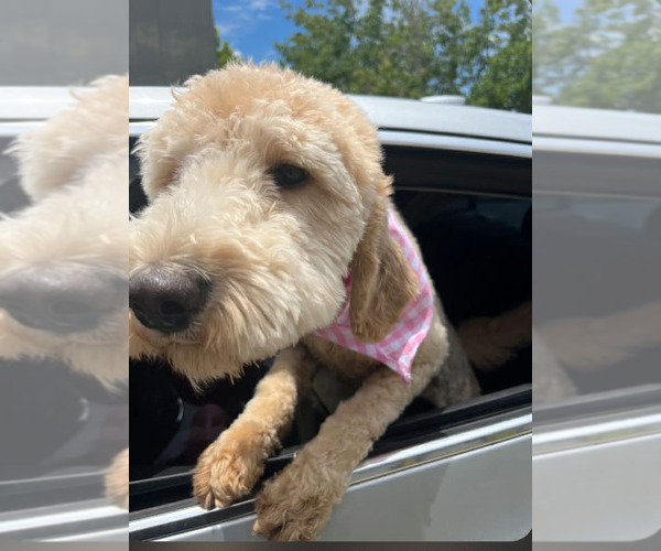 Medium Photo #3 Mutt Puppy For Sale in Holly Springs, NC, USA