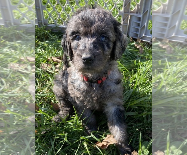 Medium Photo #3 Goldendoodle Puppy For Sale in LUCK, WI, USA