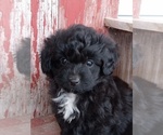 Image preview for Ad Listing. Nickname: Litter of 7