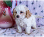 Small #3 Cavapoo