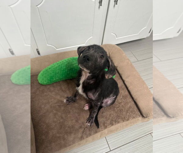 Medium Photo #2 American Pit Bull Terrier-Labrador Retriever Mix Puppy For Sale in Oakhurst, NJ, USA