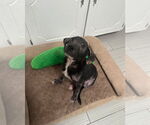 Small #1 American Pit Bull Terrier-Labrador Retriever Mix