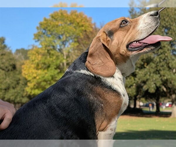 Medium Photo #1 Beagle Puppy For Sale in Denver, CO, USA