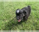 Small Photo #20 Miniature Australian Shepherd Puppy For Sale in BETHANY, IL, USA