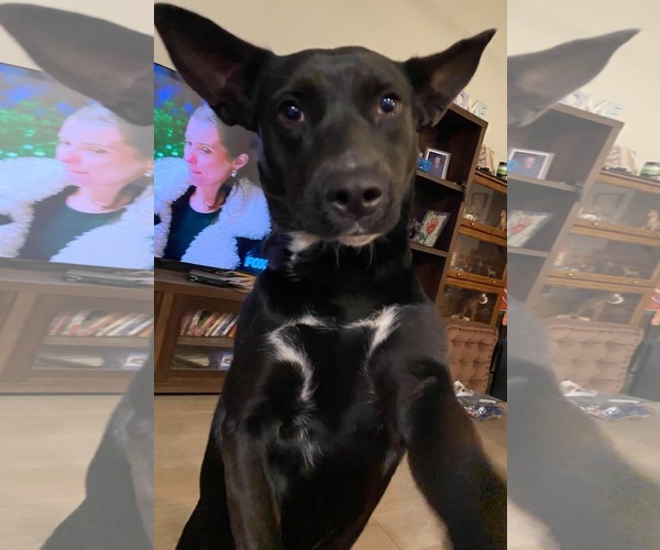 Medium Photo #3 Mutt Puppy For Sale in Palatka, FL, USA