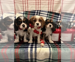 Cavalier King Charles Spaniel Puppy for sale in SYLMAR, CA, USA