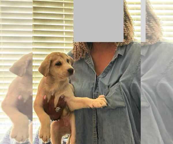 Medium Photo #12 Huskies -Labrador Retriever Mix Puppy For Sale in New Hampton, NY, USA
