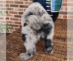 Small #9 Aussiedoodle