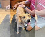 Small #1 Beagle Mix