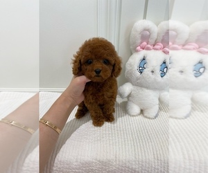 Poodle (Toy) Puppy for sale in REDLANDS, CA, USA
