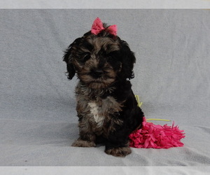 Cockapoo Puppy for sale in MILLERSBURG, OH, USA