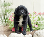 Small Photo #1 Australian Retriever Puppy For Sale in BRISTOL, IN, USA