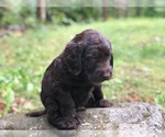 Small Photo #17 Labradoodle Puppy For Sale in SAGINAW, MN, USA