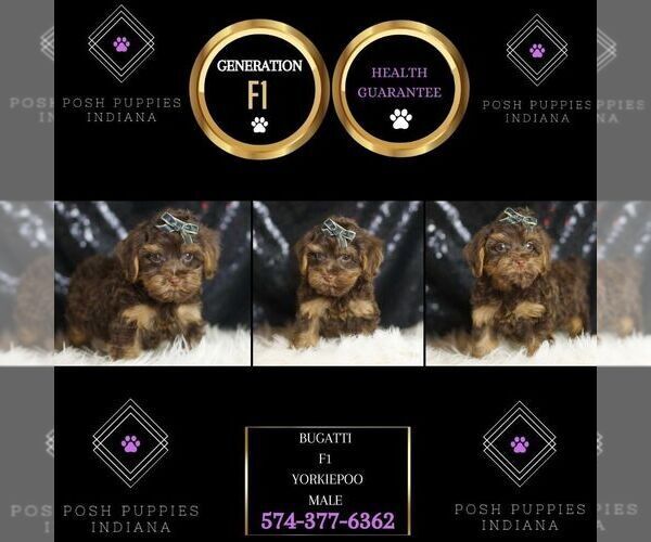 Medium Photo #101 YorkiePoo Puppy For Sale in WARSAW, IN, USA
