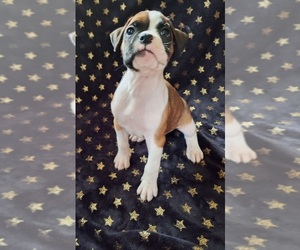 Boxer Puppy for Sale in VOLUNTOWN, Connecticut USA